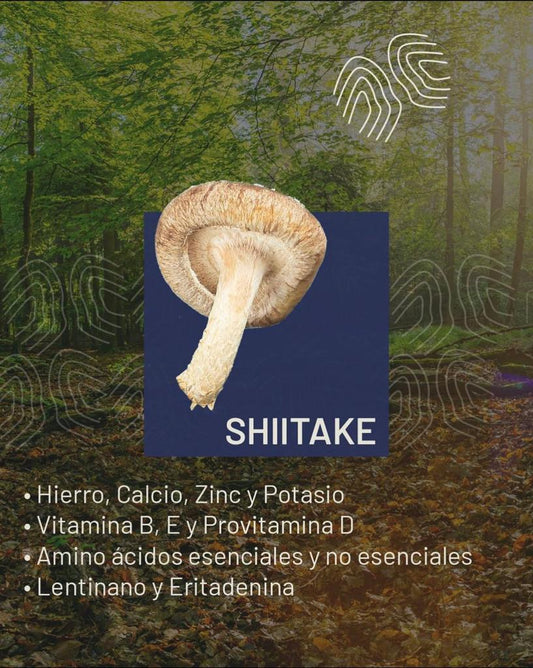 Café Performance - Shiitake
